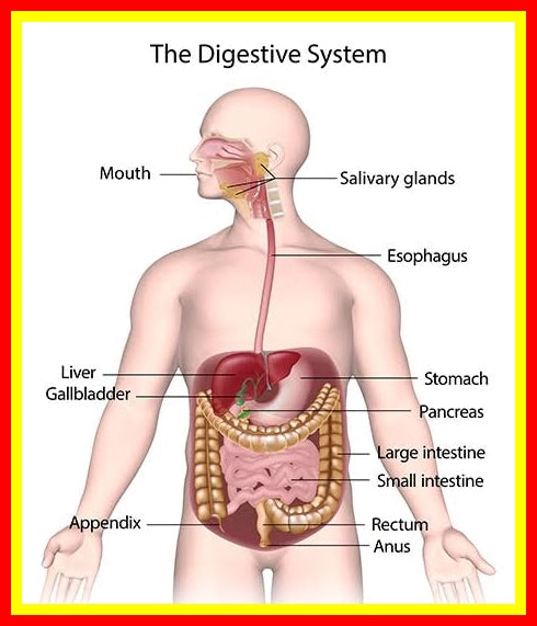 Our Digestive System